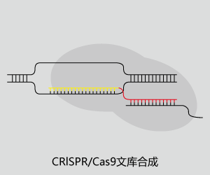 CRISPR-Cas9文库合成