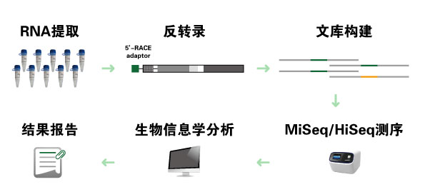 抗体组库/免疫组库测序