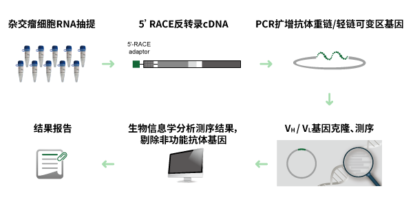 单克隆抗体测序流程