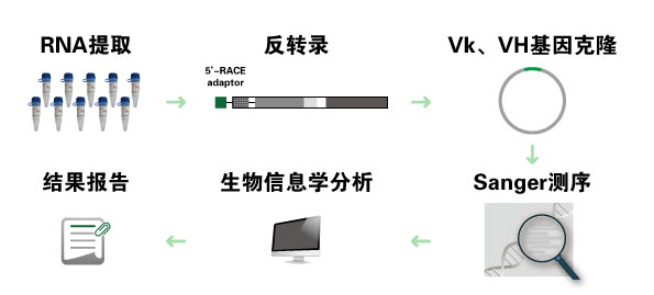 杂交瘤细胞抗体基因测序