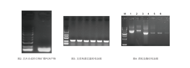 哺乳动物基因编辑应用结论