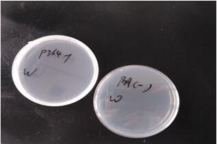 plasmid-preparation2