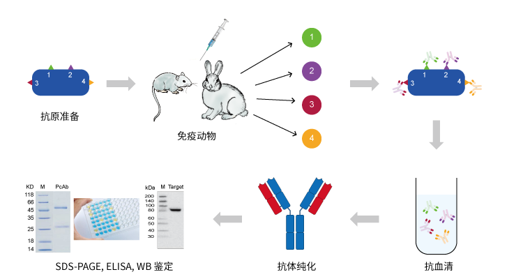 多克隆抗体制备