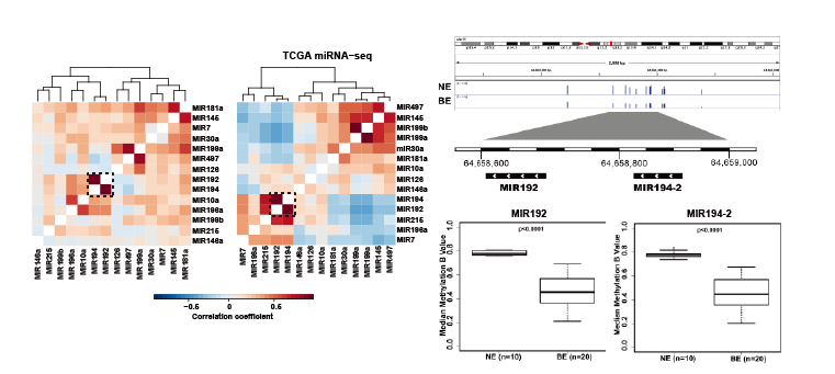 Mir192/194和miRNA启动子区域低甲基化形成mir192-194-2共表达簇