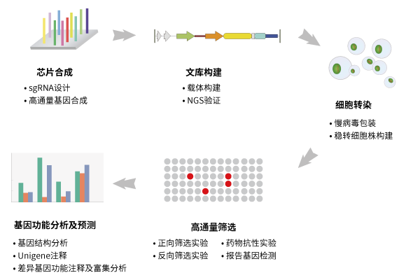 CRISPR 筛选一体化服务流程