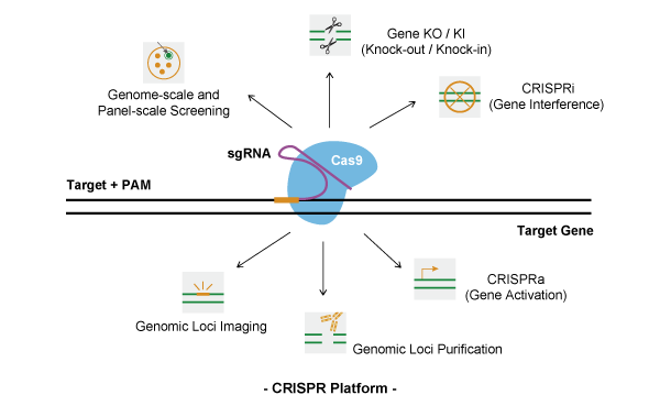 crispr基因编辑平台