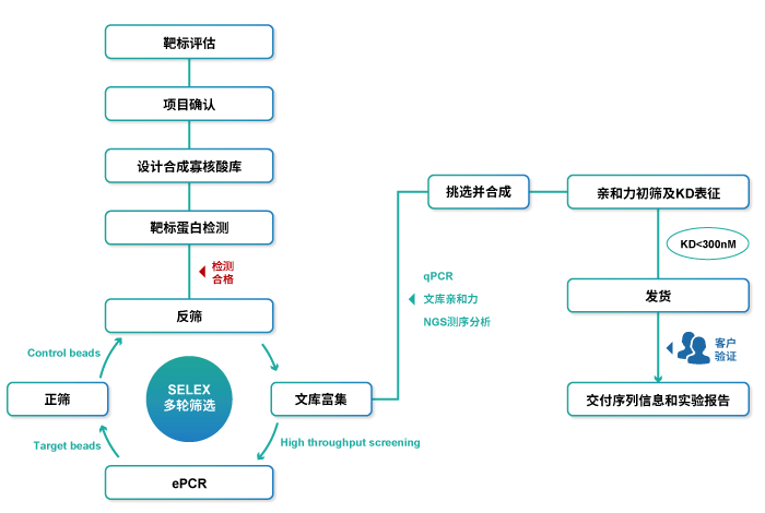 in vitro transcription-1