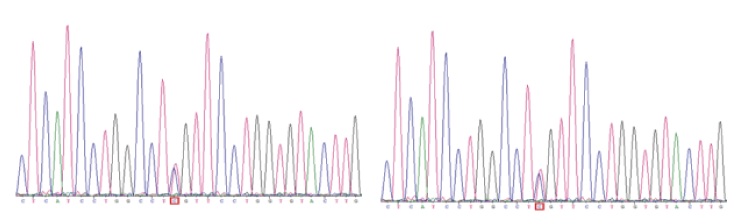 in vitro transcription-3