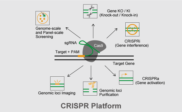 CRISPR-Platform